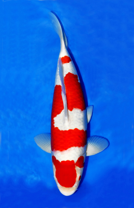 Kohaku 78 cm