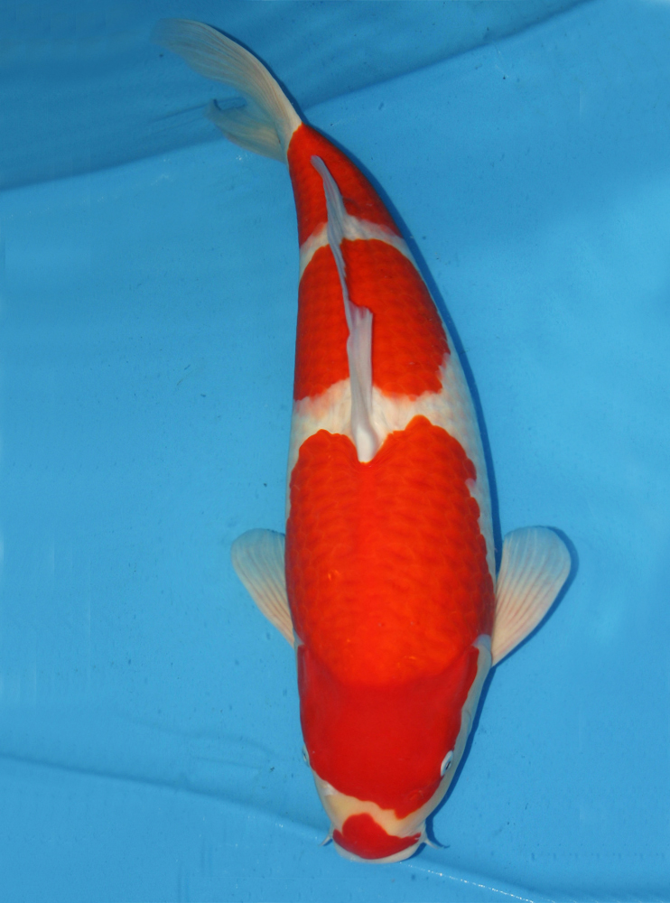 Kohaku 88 cm